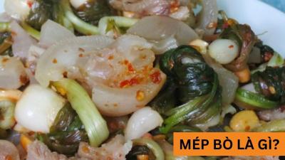 Mép bò là gì? Cách chế biến mép bò? Mép bò nấu gì ngon?