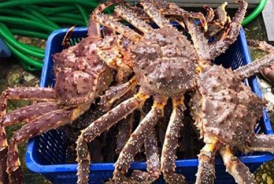 Top 15 địa chỉ bán cua Hoàng Đế uy tín tại Hà Nội – Khám phá những địa điểm chất lượng để tận hưởng hải sản cao cấp