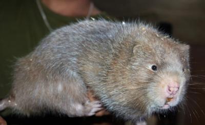 TOP 5+ địa chỉ bán dúi giá rẻ uy tín tại TPHCM